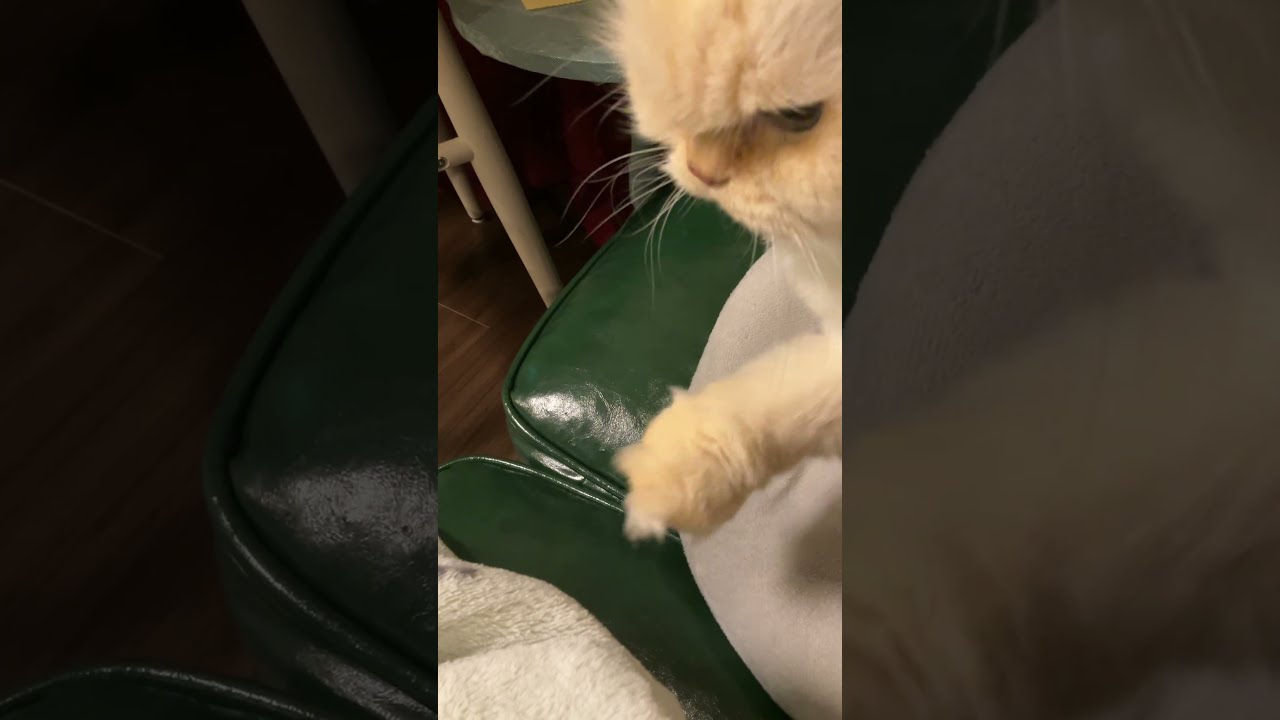 ♥チーノの日常【😽…ねぇ、ねぇ…乗っていい？…】ホワイトヒマラヤン14歳（約72歳）　#shorts　#cat　#pets　猫好き　癒し