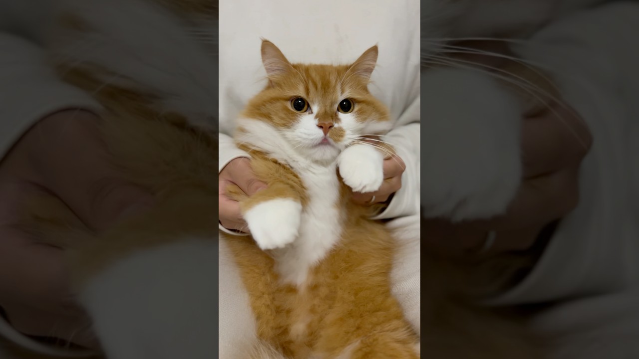 ハテナマーク❓ #shorts #猫 #マンチカン #短足マンチカン #cat #munchkin