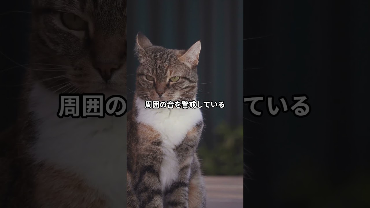 耳で感情がわかる！？猫の耳が教えてくれる気持ちサイン5選