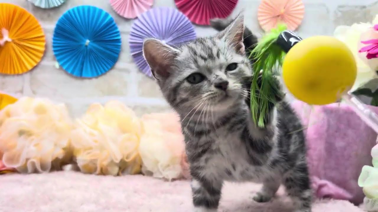 アメリカンショートヘアー(シルバータビー)