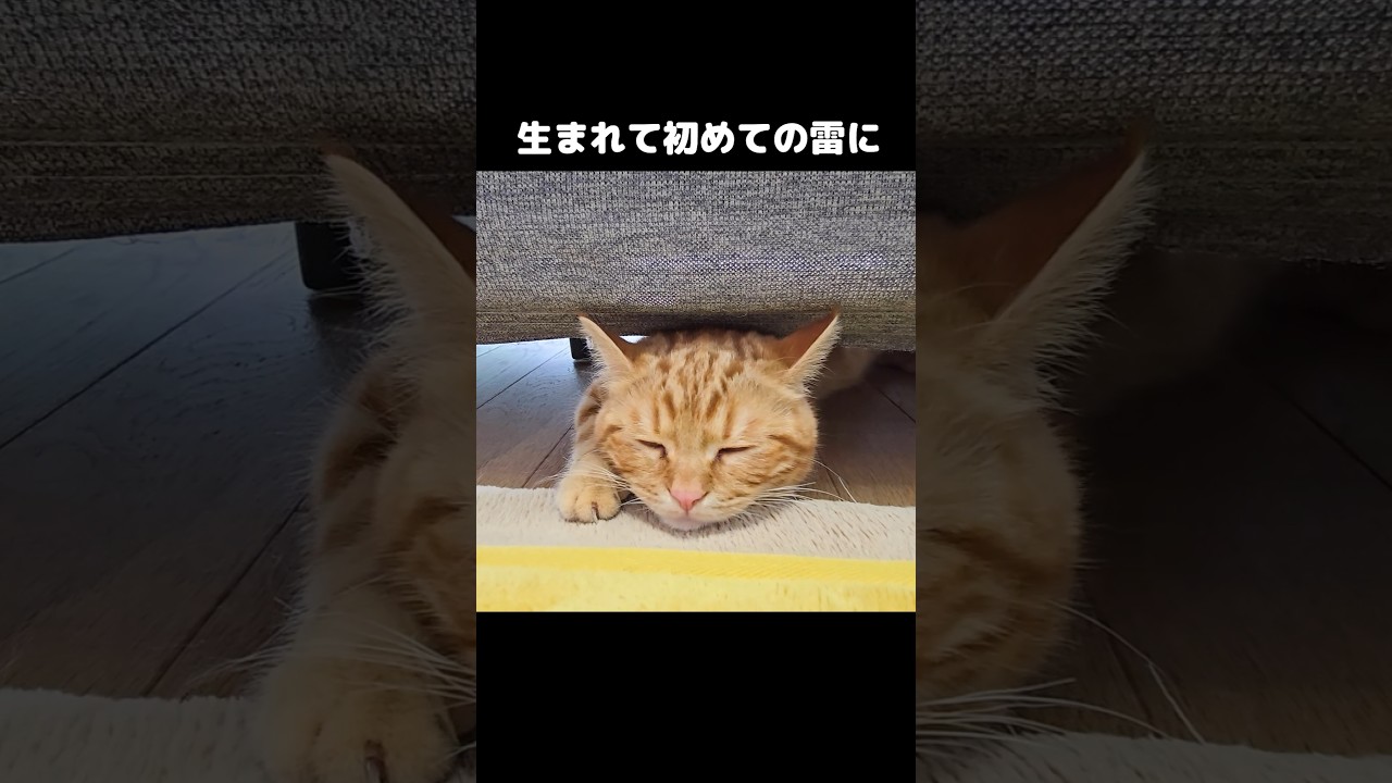 生まれて初めての雷に子猫がこうなった...First thunder experience = pure panic