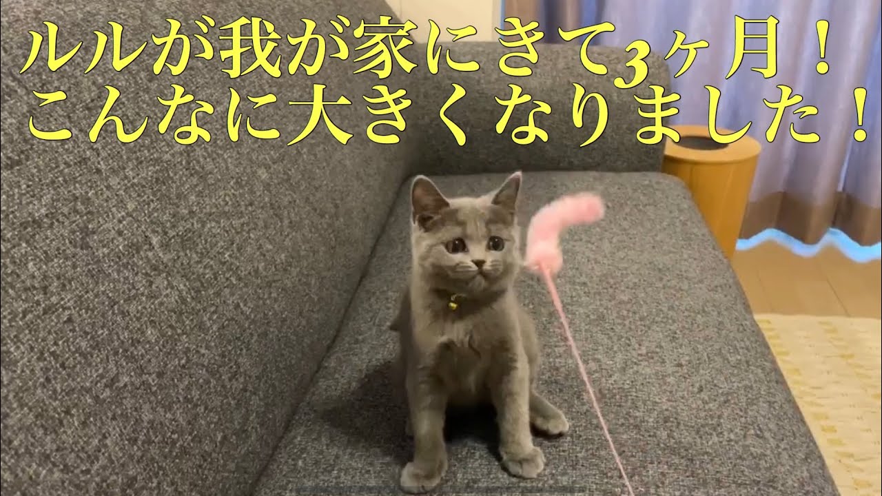 ルルがきて３ヶ月！【ブリティッシュショートヘア】