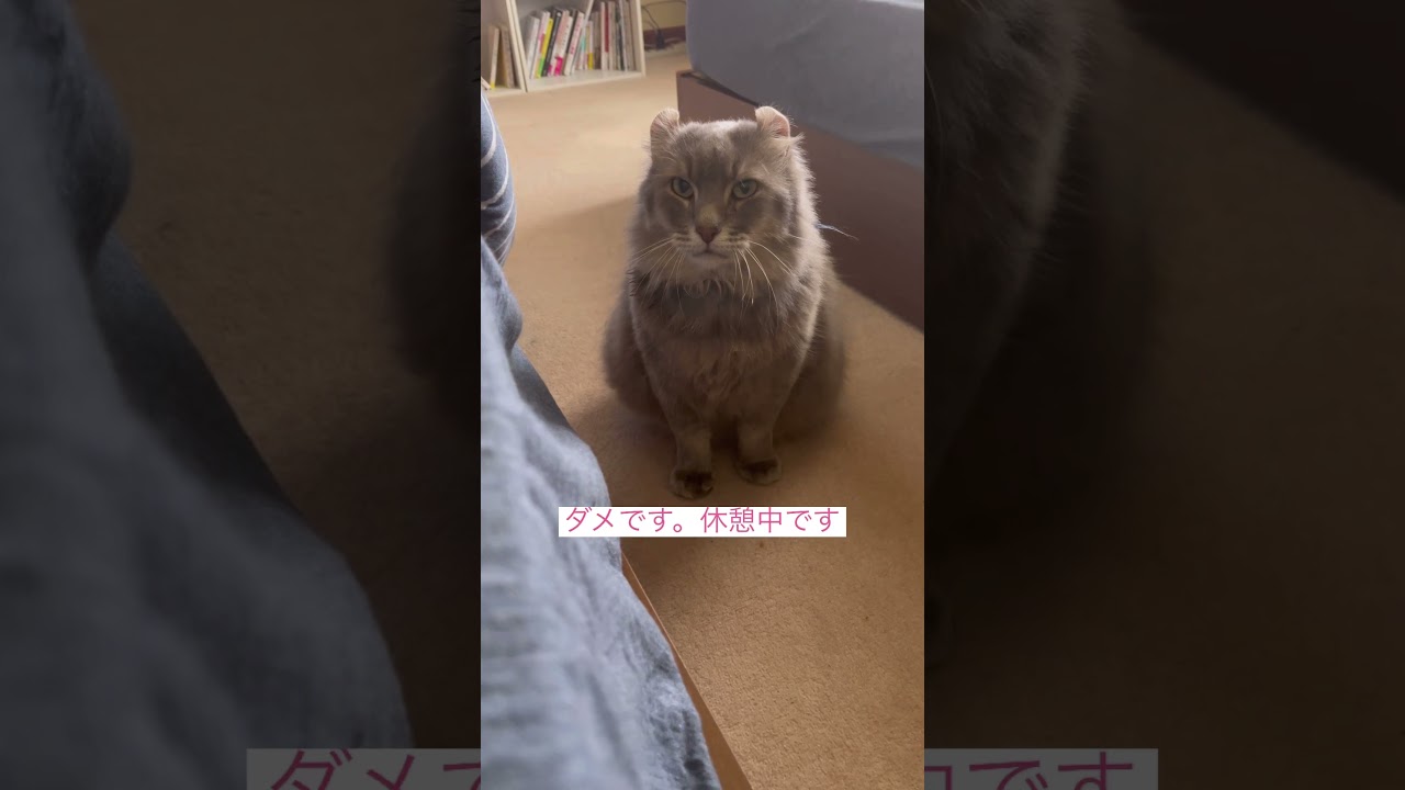 何かいただけませんか #かわいい猫 #アメリカンカール #cat #猫のいる暮らし