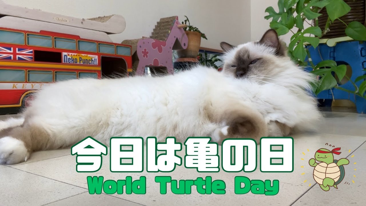 バーマン猫ラフ【今日は亀の日】World Turtle Day（バーマン猫）Birman/Cat