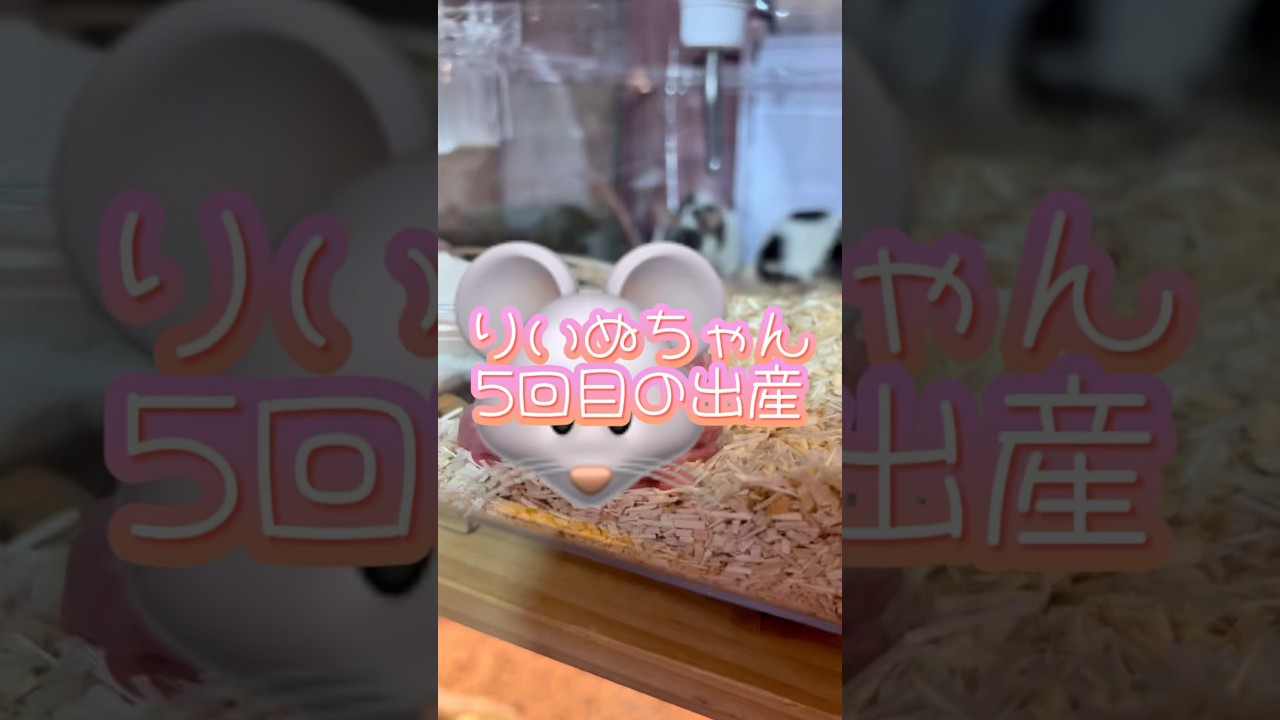 カラーマウスの難産🐹#shorts
