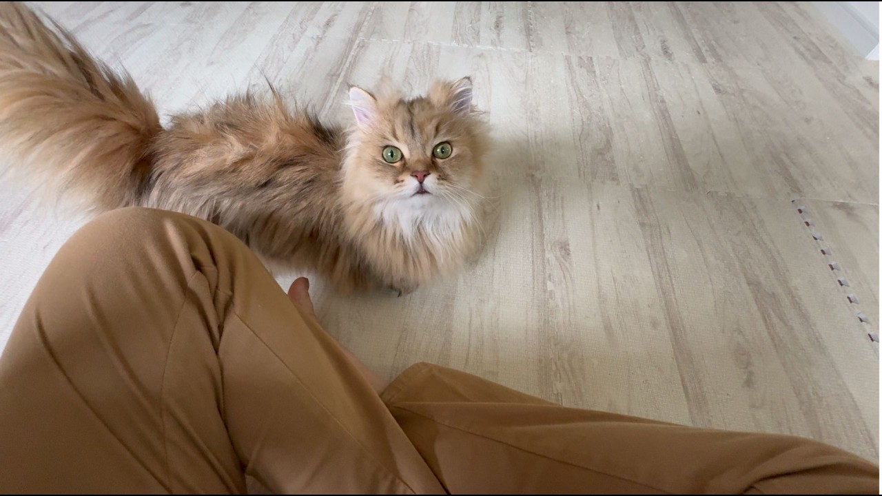 主にずっと付きまとい安心した猫の行動がかわいい