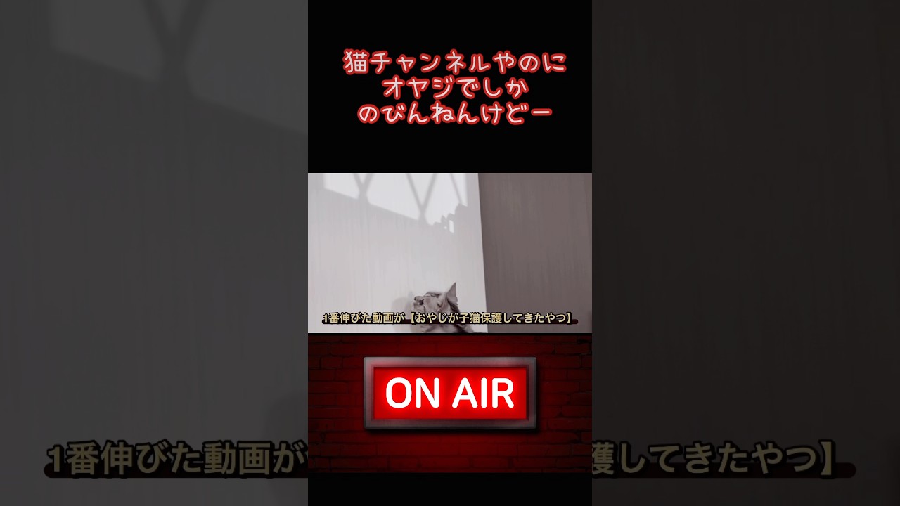 【猫動画】アタスどーしよ😈#shorts #猫 #ラグドール #アメリカンショートヘア#ペルシャ猫 #シニアうさぎ #ズボラ主婦＃本編も観てね