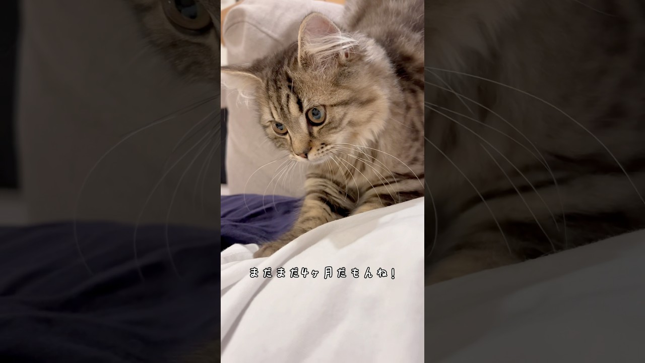 ふみふみー♡  #cats  #cat  #サイベリアン #ふみふみ #猫のいる暮らし  #ねこ  #もふもふ  #猫好き  #にゃんこ