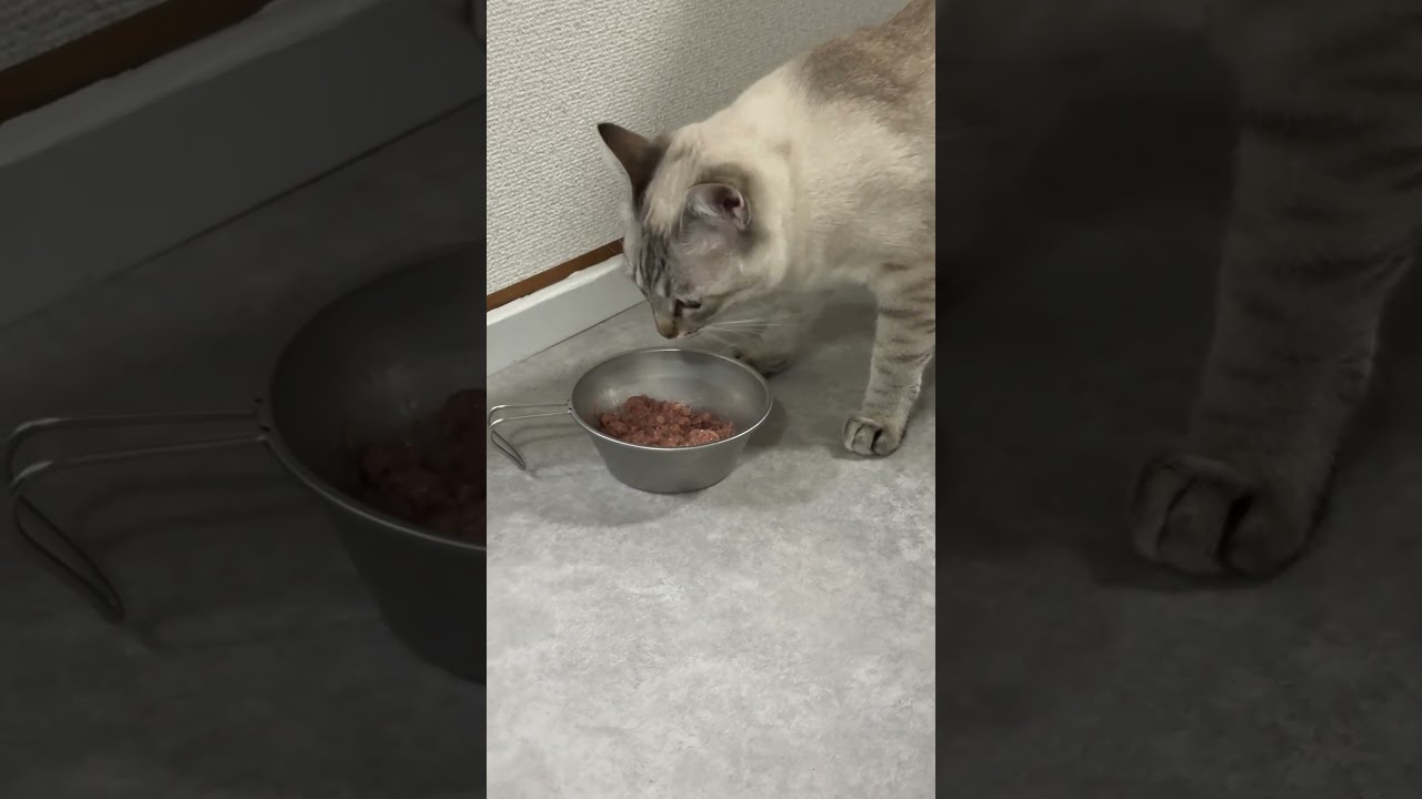 「ウェット美味しいっす‼︎」　#シャムトラ #元保護猫 #シャムミックス  #cat #猫耳 #siamesemix