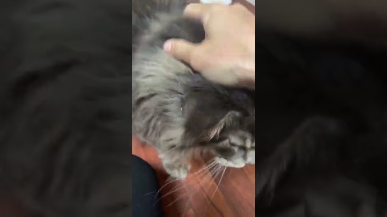 朝の挨拶(頭突き)【メインクーン】ぐっどもーにんぐアリスさん