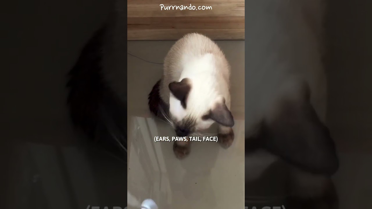 These facts about Siamese Cats will SURPRISE you! 🙀