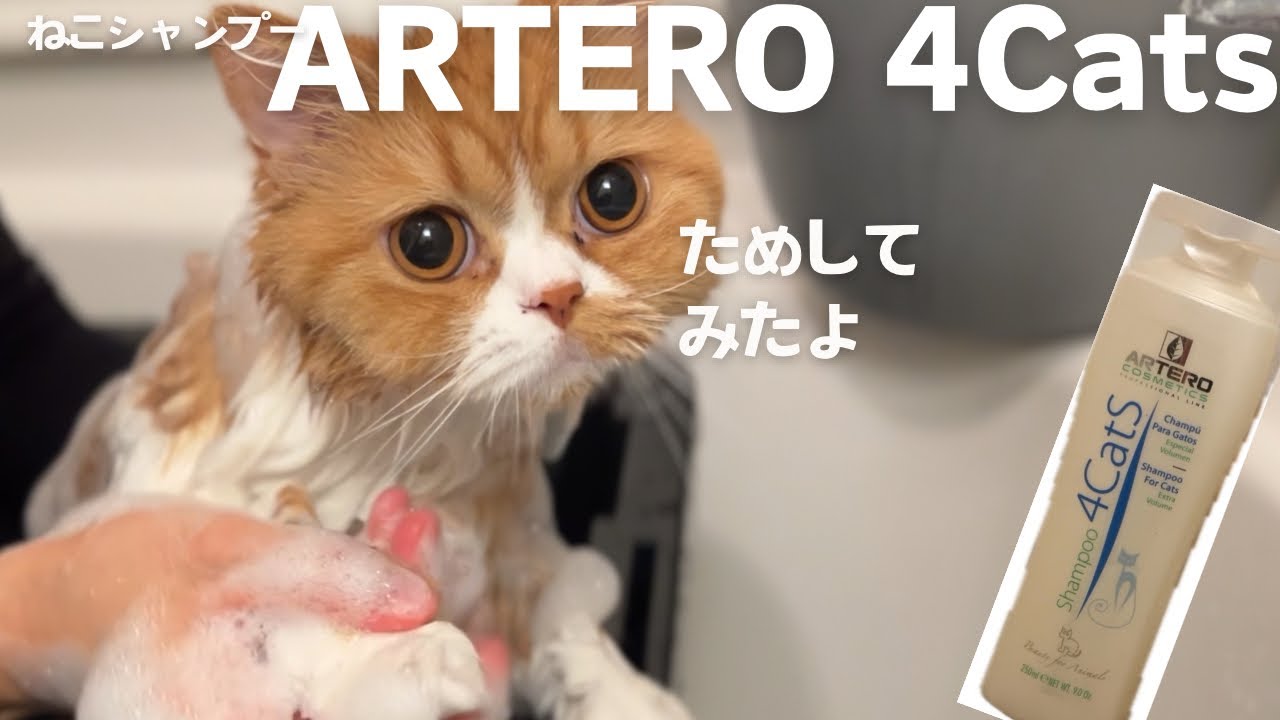 新しいシャンプー ARTERO 4Cats を試したスコ【スコティッシュフォールド】