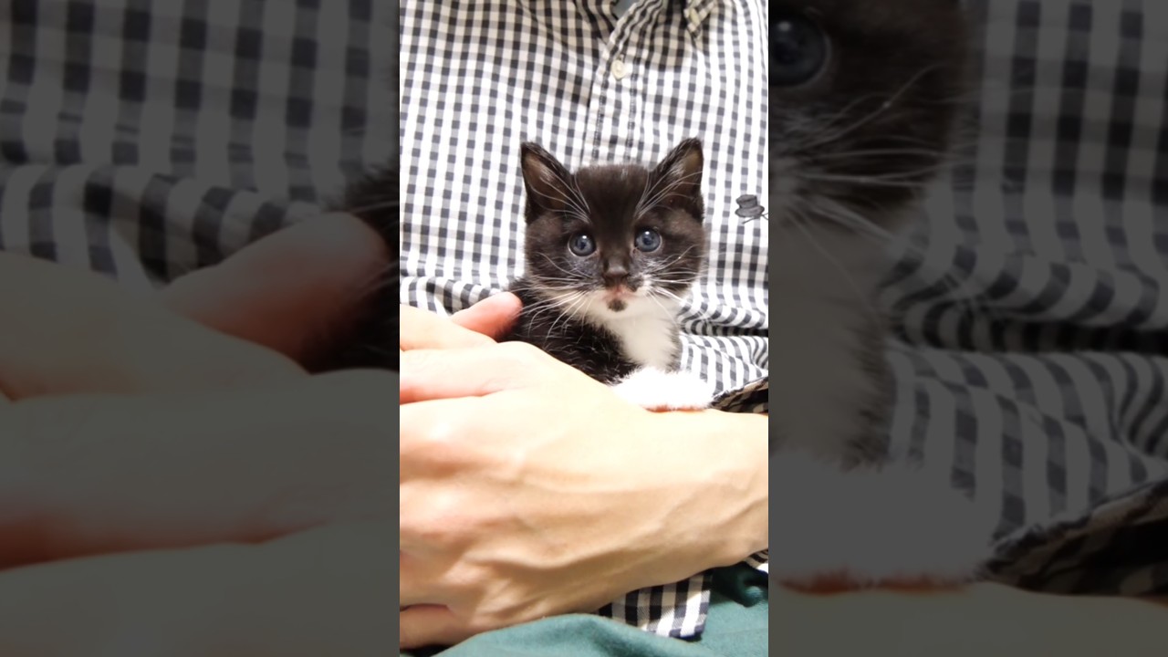 お腹すいた！子猫が大声でおねだり。お腹いっぱいになったらチョコンと抱っこでご機嫌に #gatto #kitten #子ネコ #cat #meow #asmr