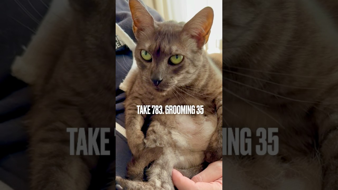 変な格好で失礼しますにゃ❗️お腹の真っ白な毛も丁寧に #グルーミング するにゃ‼️#毛繕いに夢中 #毛繕い猫 #grooming #egyptianmaucat #エジプシャンマウ #shorts