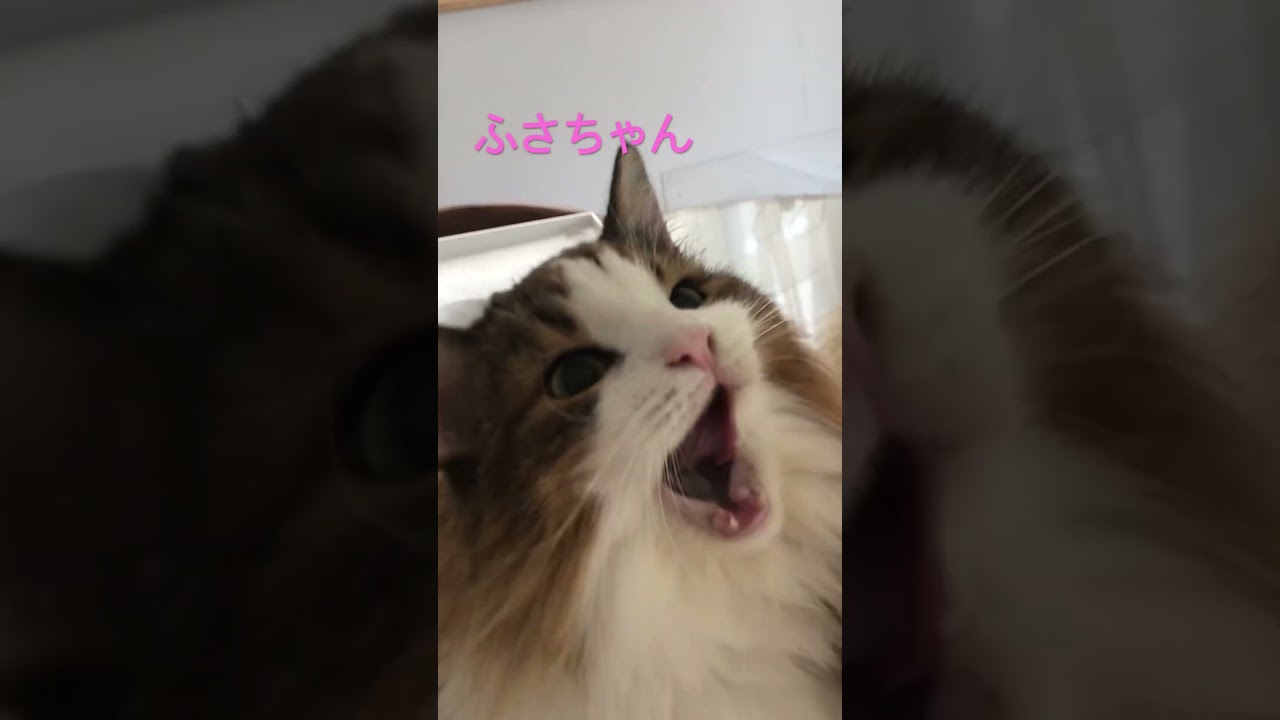 なんてったってふさちゃん#shorts #cat #pets #ノルウェージャンフォレストキャット #猫のいる暮らし #猫