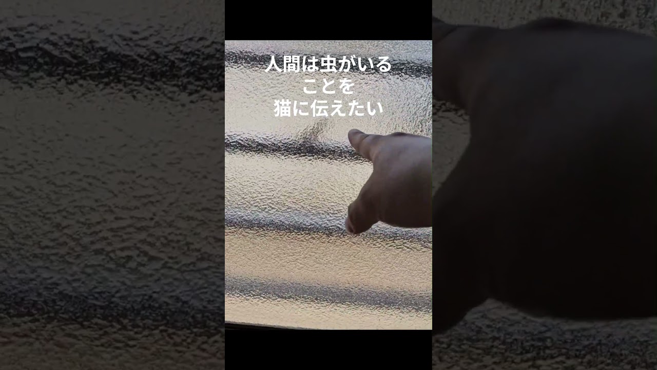 人間。猫に伝える。。 #猫　 #ベンガル　 #マンチカン