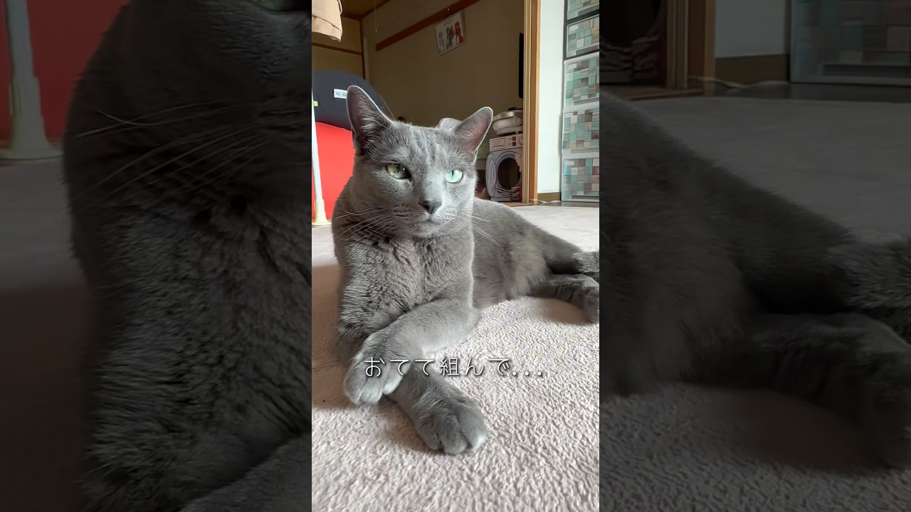 【ロシアンブルー】優雅に⁇寛ぐめろん🥹でも結局...🤭【猫】#shorts