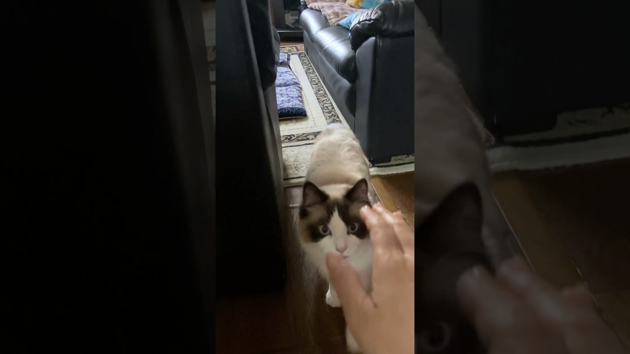 ツンデレの見本　#猫  #cat  #ラグドール