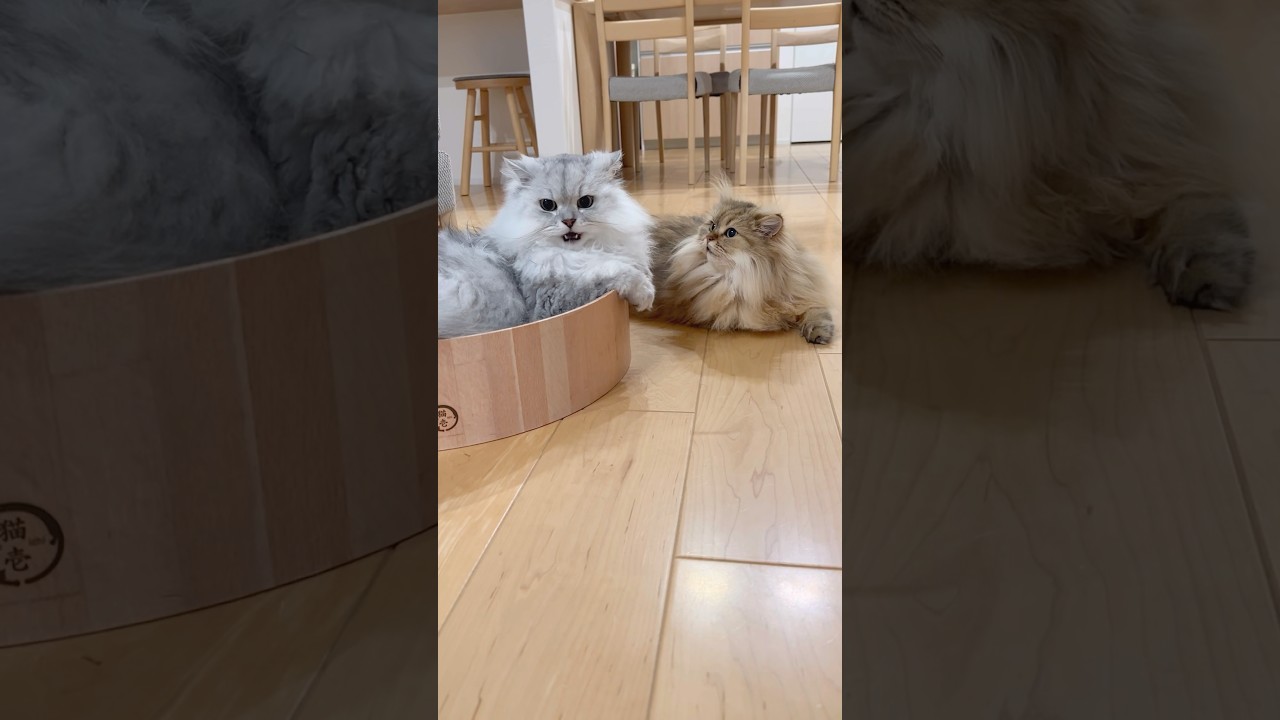 もふもふ猫兄妹のシンクロ毛づくろい 【サイベリアン】 #Shorts