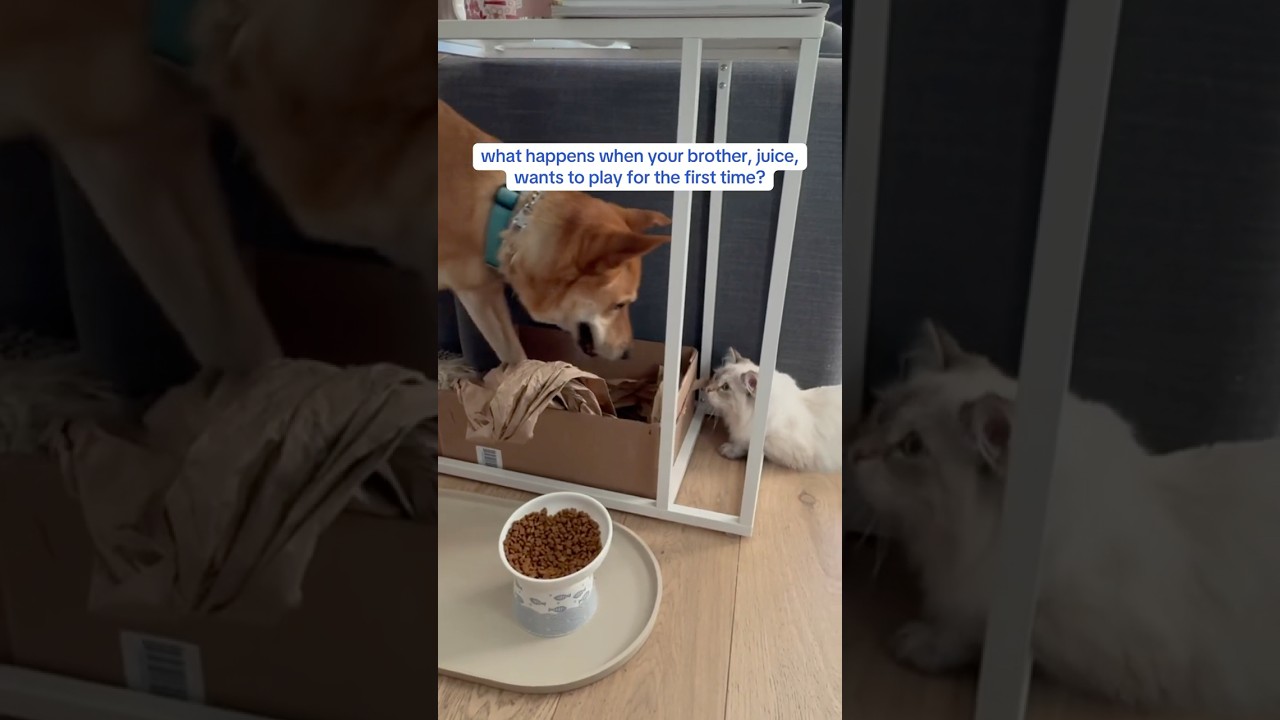 and that’s the juice-y tea 🐕 #nevamasquerade #siberiancat #kitten #jindodog #petpals #petfriends