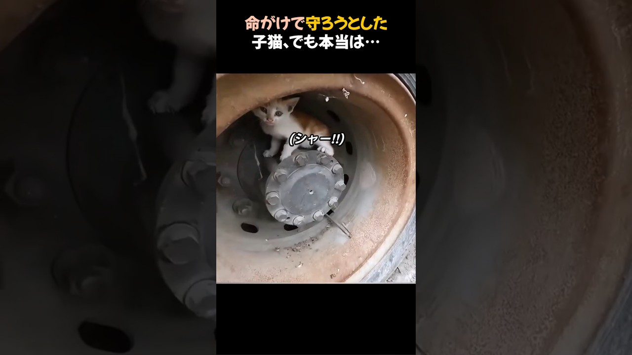 命がけで守ろうとした子猫、でも本当は...(甘えたかっただけ)#動物 #子猫