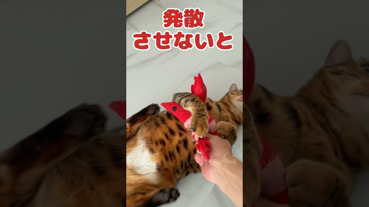 【猫】遊びが大好きベンガル猫♪