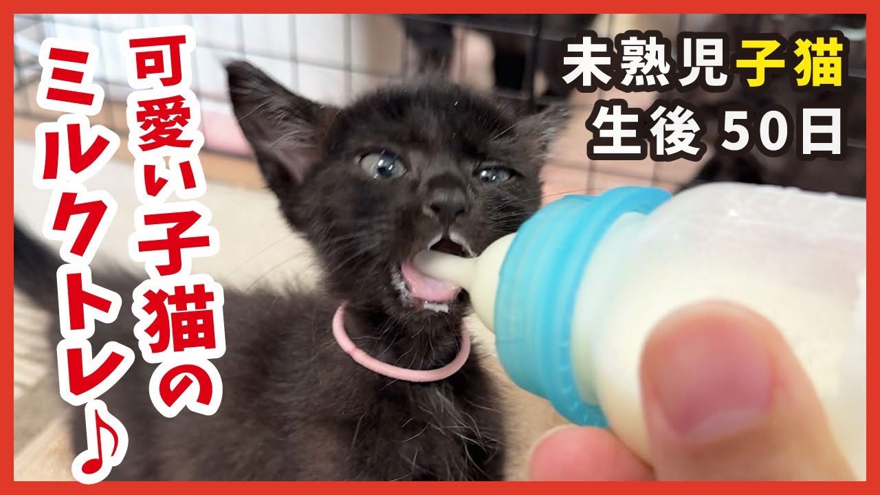 小さく生まれた子猫がミルクトレーニングを頑張る【保護猫】