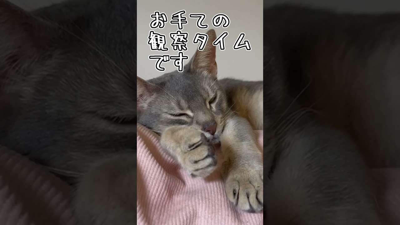 アビシニアンとは その51 お手てがもみじ饅頭に似ている猫 #shorts #猫 #アビシニアン