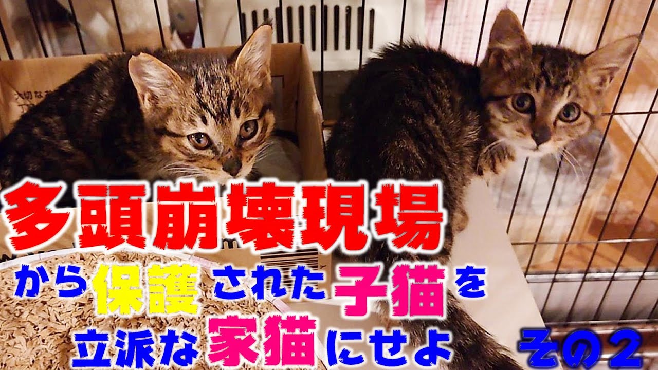 多頭崩壊現場から保護された子猫、兄妹と感動の再会を果たす  多頭崩壊現場から保護された子猫を立派な家猫に育て上げてみる　その２