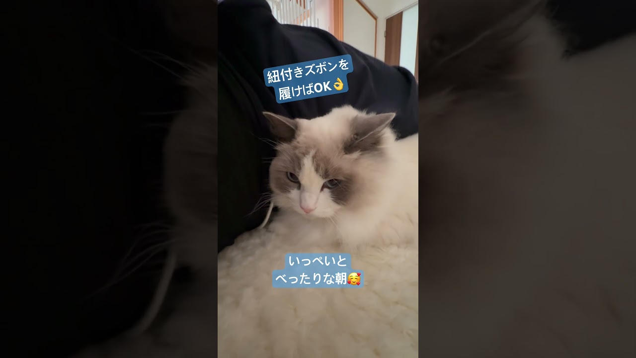 ラグドールとイチャイチャする動画🐈　#ラグドール #猫のいる暮らし #いっぺいdialy #猫好きさんと繋がりたい