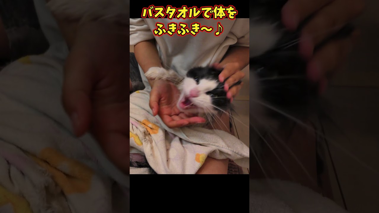 【猫の贅沢スパ】巨大メインクーンを泡もこシャンプーしてみた結果…！