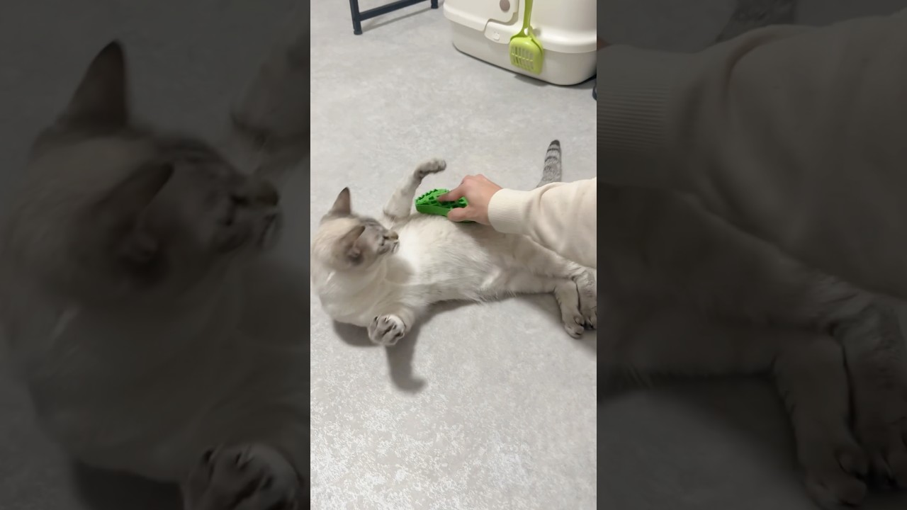 お〜っと、ブラッシングするの？　#シャムトラ #元保護猫 #シャムミックス  #cat #猫耳 #siamesemix