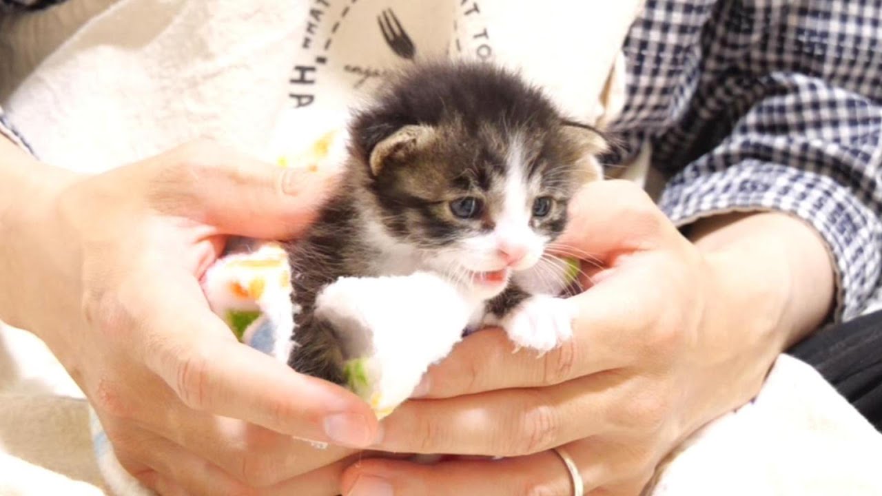 暴れん坊の子猫たちを優しく毛布で包んでみたら、安心したのか急におとなしくなる？【赤ちゃん猫　保護猫】