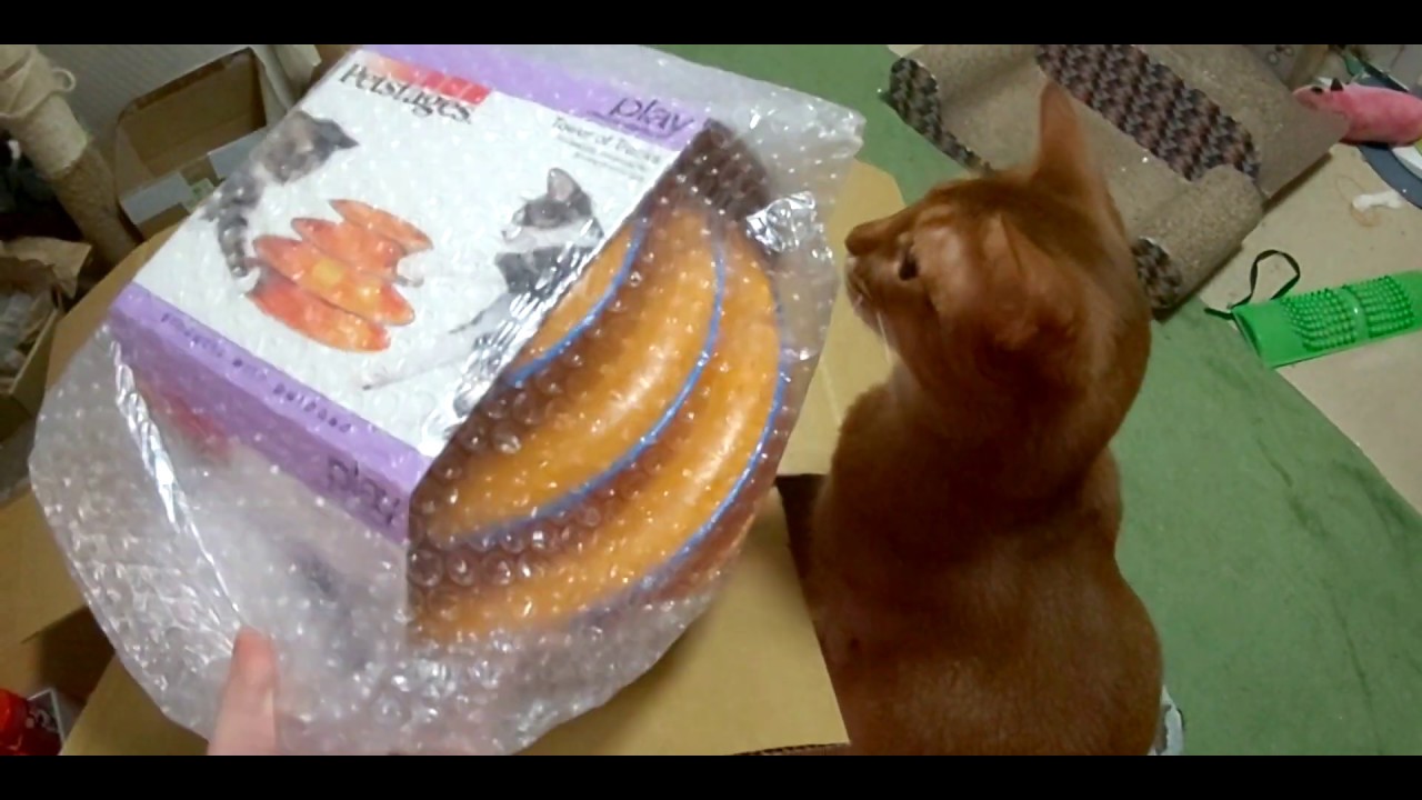 タワーオブトラックス開封枠( *´艸｀)20190419_1 猫 マンチカン アビシニアン キジトラ cat cute Abyssinian Munchkin Brown tabby