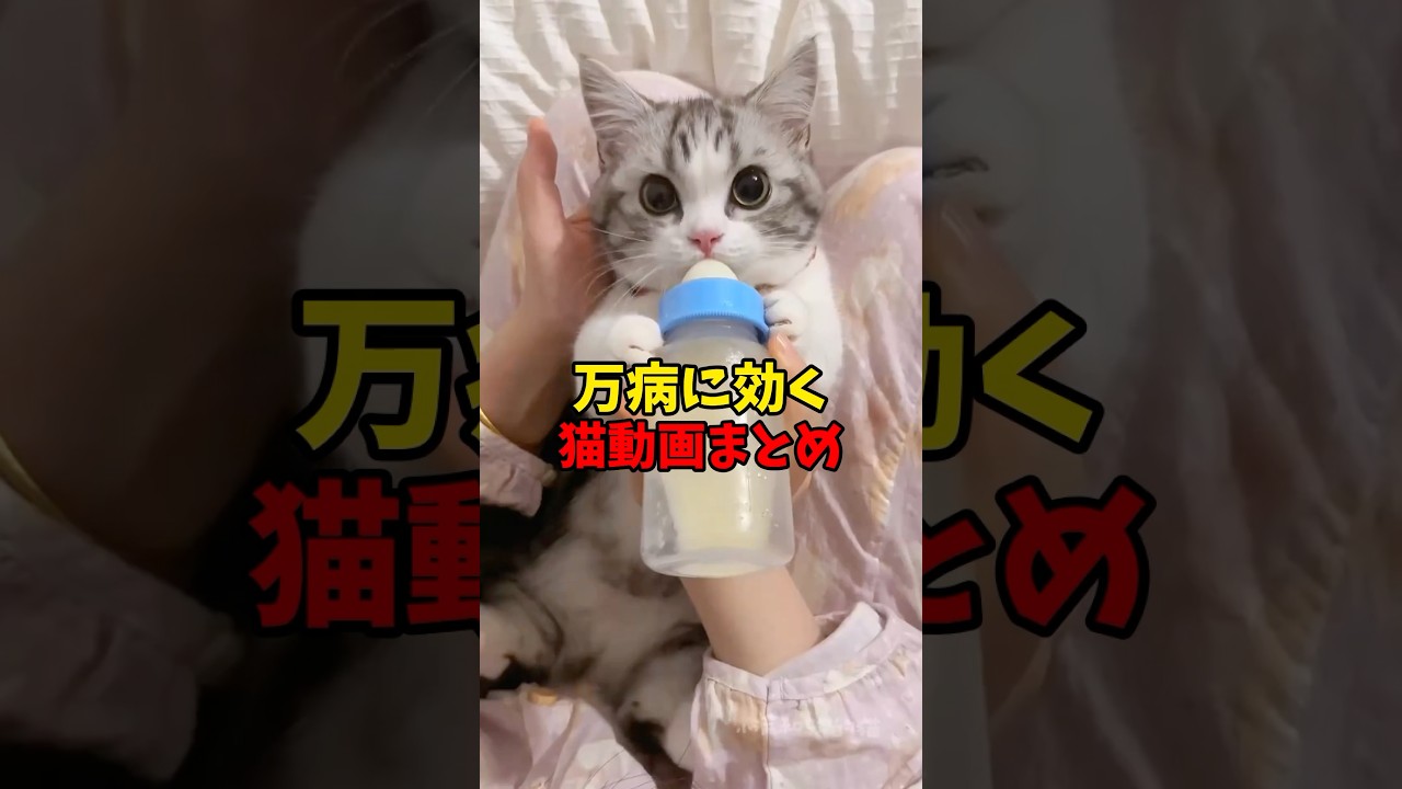 これぞ万能薬☺️ #猫 #cat #cats #cute