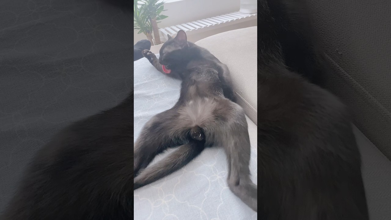 おじさんみたいな子猫　#ボンベイ #黒猫 #bombay #cat #ねこのいる生活 #猫のいる暮らし #ねこ #癒し #ねこ動画