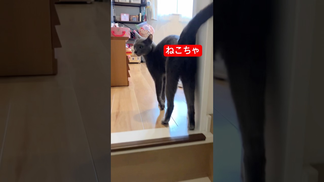 ねこちゃーん#ロシアンブルー #猫