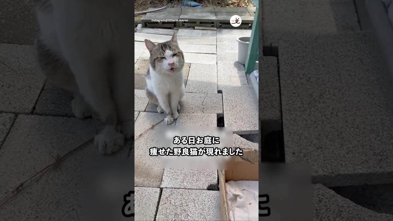 保護猫たちの親分になった猫さんの物語｜PECO