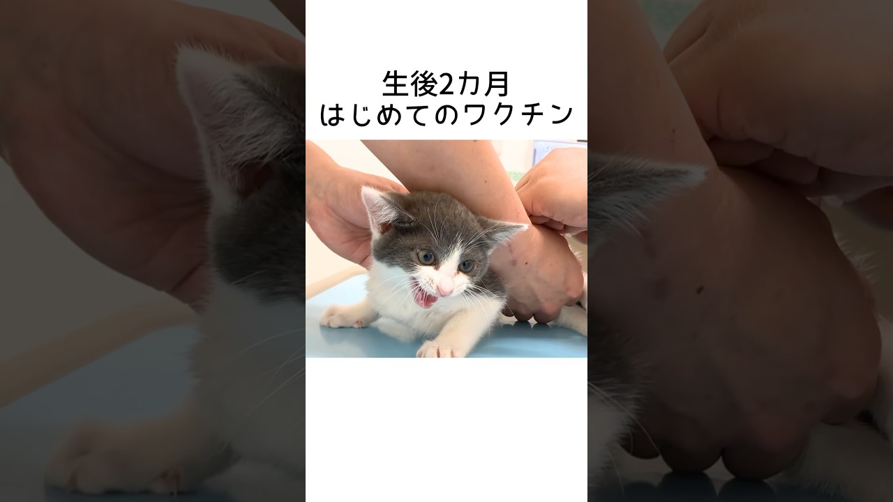 初ワクチンに子猫の反応は…？　#子猫 #猫カフェ #kitten #保護猫