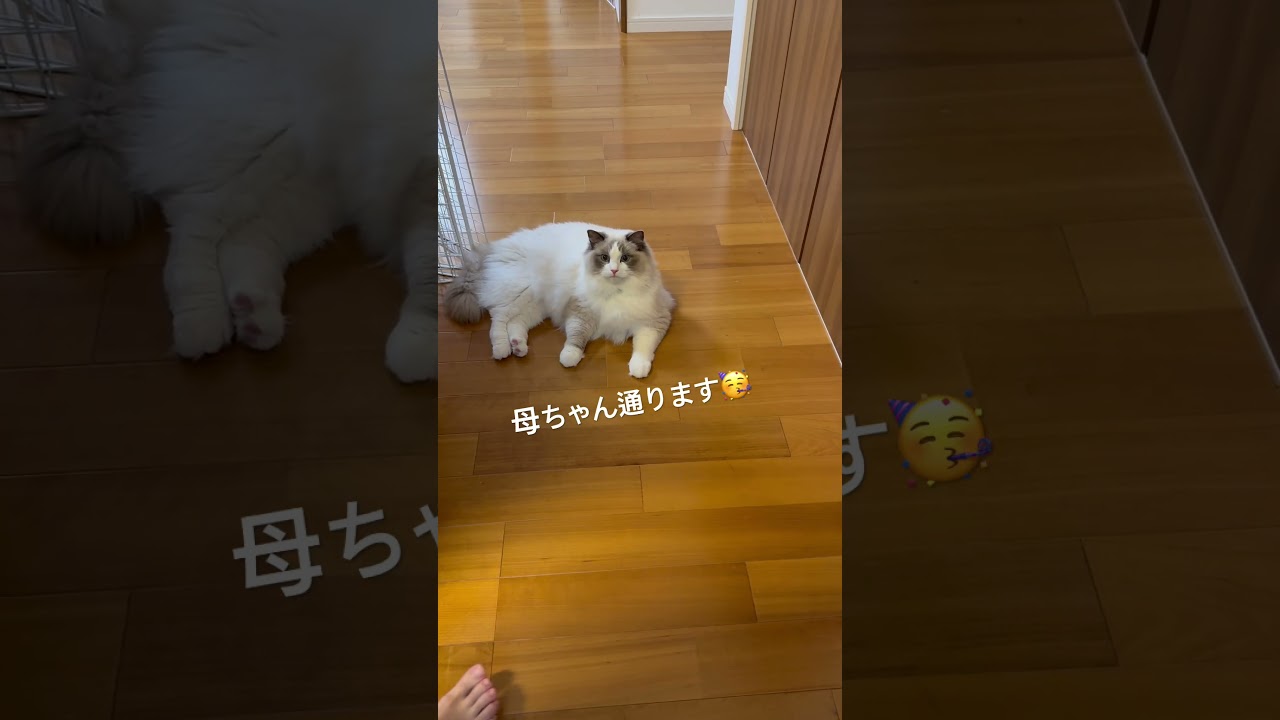 いっぺいの通せんぼ🐈　#ラグドール #猫のいる暮らし #猫のいる生活 #いっぺいdialy