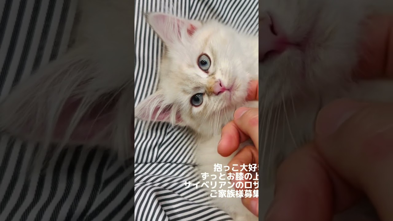 抱っこが大好きで❤️膝から降りないネヴァマスカレードのロザリーちゃん😻抱っこができる青目の#サイベリアン の#子猫 をお探しの方は、ロザリーちゃんがドンピシャです❣️#ペットショップ