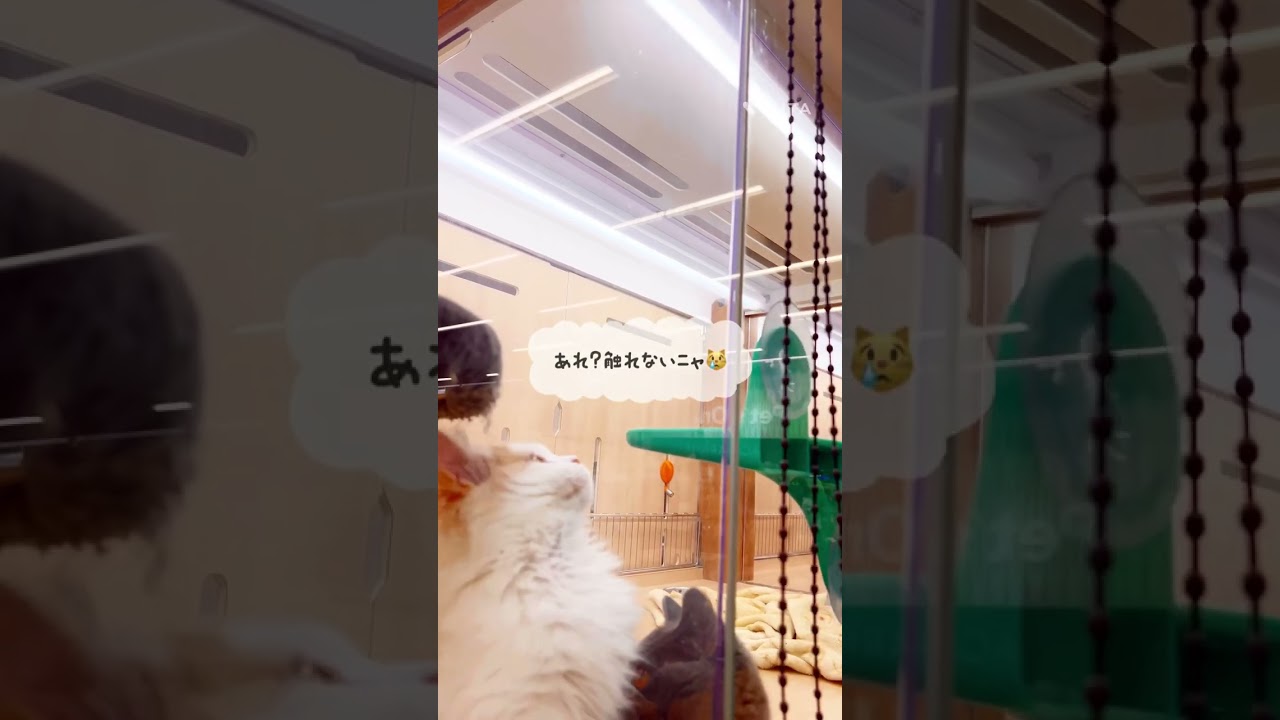 【ラガマフィン】ロールカーテンの紐が気になるラガちゃん#shorts#pets#ラガマフィン#cat#ペットショップ