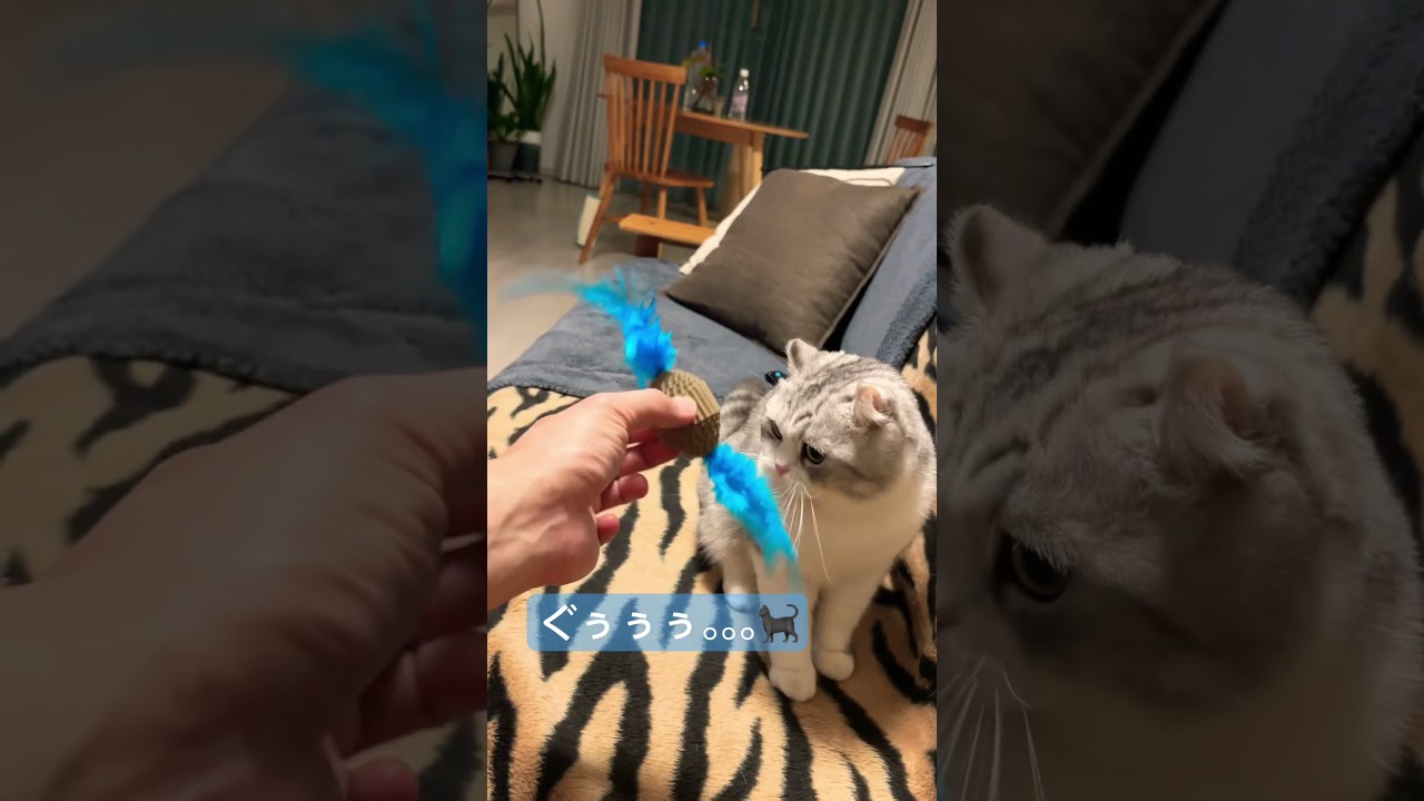 わたさないにゃん#cat #アメリカンカール #猫のいる暮らし #成長記録 #おもちゃ