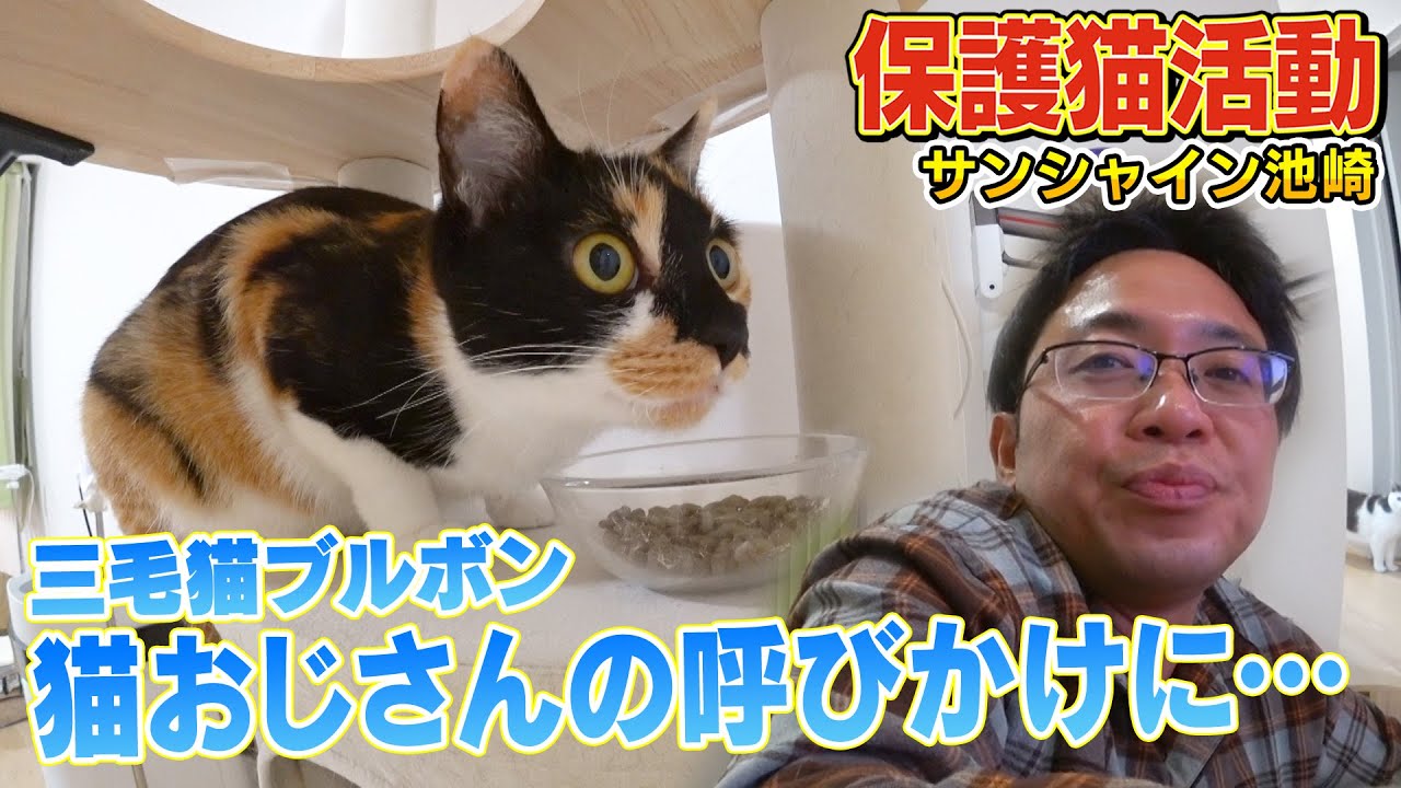 【三毛猫との会話】猫おじさんことサンシャイン池崎さんの呼びかけに新入り猫のブルボンが初めて…
