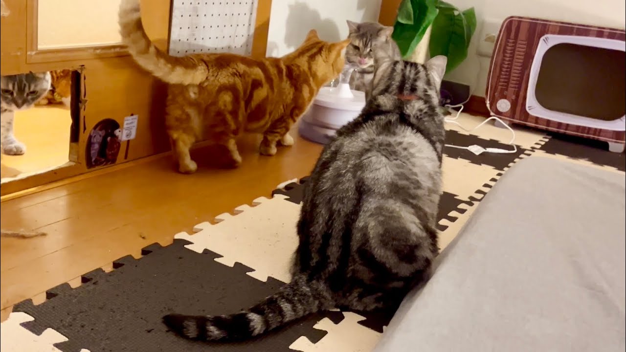 順番をどんどん抜かされていくアメリカンショートヘアのあいちゃん。