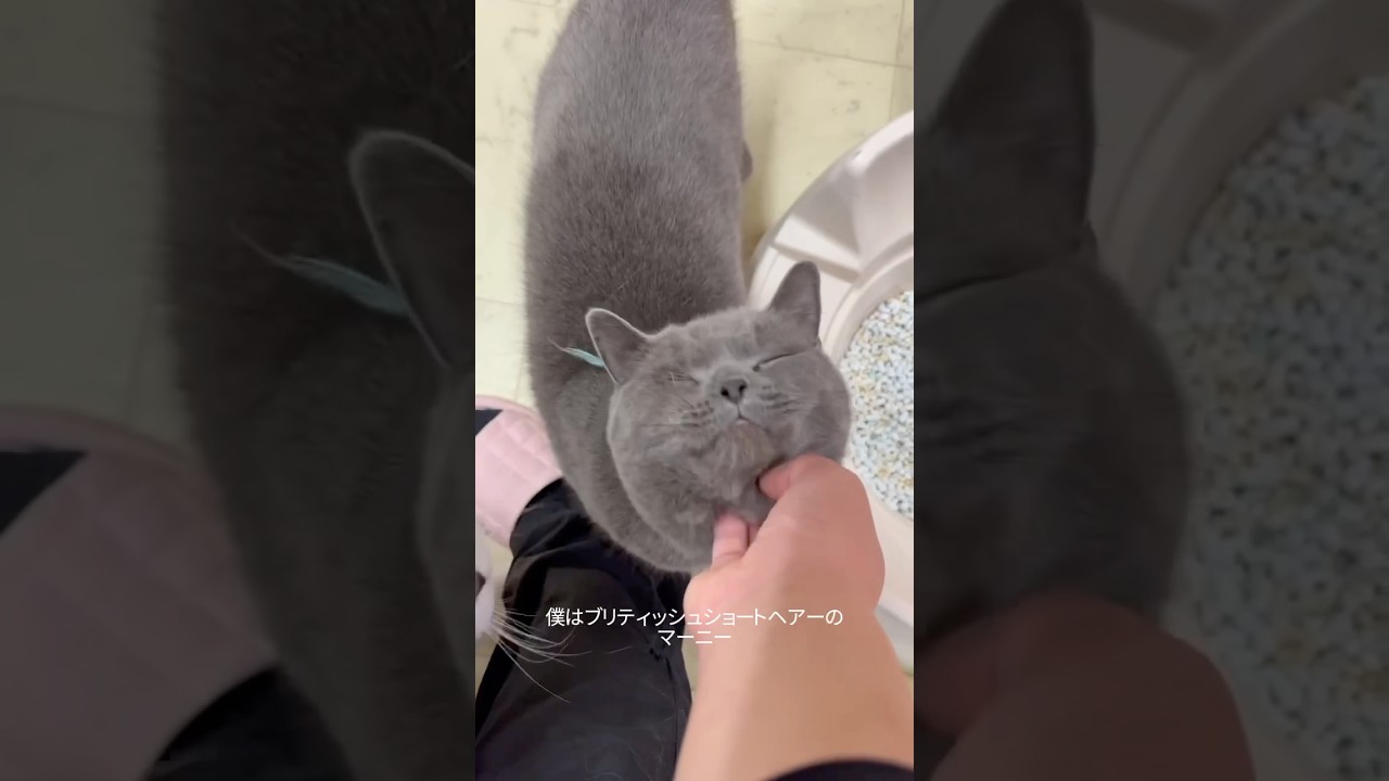 ブリテッシュショートヘアーのマーニー　里親募集中です