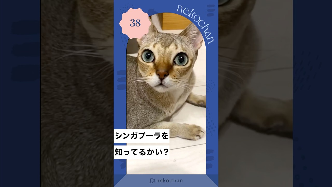「シンガプーラをご堪能ください🫶」 #nekochan #猫 #ねこ #ねこのいる暮らし #ねこ部 #ilovemycat #catlover #シンガプーラ #Singapura