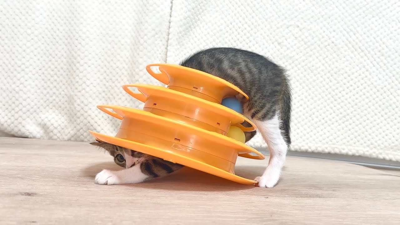 遊び方を完全に間違えている子猫【ラプ保護物語】Kitten playing in the wrong direction.