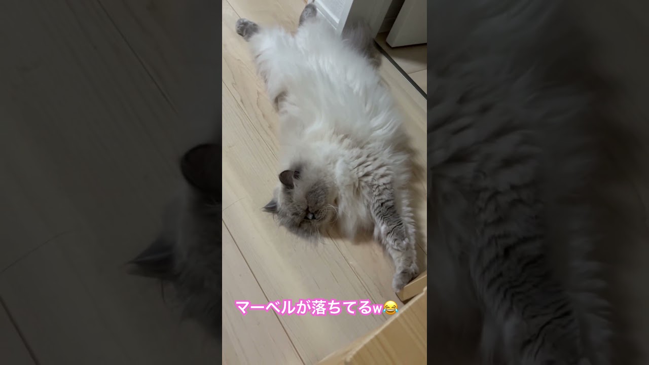 ヒマラヤンのマーベルが落ちてたww🐈🐾 #shorts #bgm #music #cat #猫のいる暮らし #子ネコ #猫好きさんと繋がりたい #元気になる動画