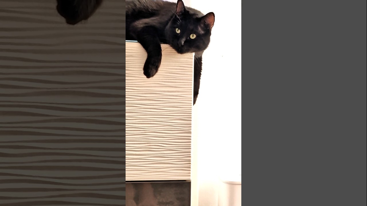 Lucifer the Majestic Black Cat Guards from the Drawer Throne! #catshorts